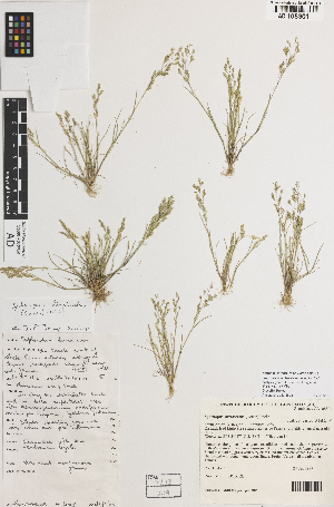  ( - iAF71_diva301)  @11 [ ] CreativeCommons - Attribution Non-Commercial Share-Alike (2014) Hele Vonow State Herbarium of South Australia, PO Box 2732, Kent Town, South Australia 5071, Australia