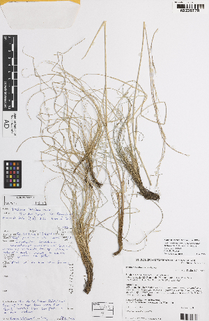  ( - iAF67_bent779)  @11 [ ] CreativeCommons - Attribution Non-Commercial Share-Alike (2014) Hele Vonow State Herbarium of South Australia, PO Box 2732, Kent Town, South Australia 5071, Australia