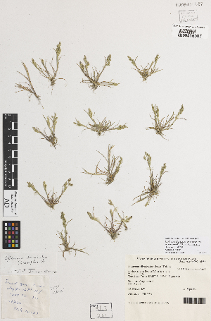  ( - iAF70_diva087)  @11 [ ] CreativeCommons - Attribution Non-Commercial Share-Alike (2014) Hele Vonow State Herbarium of South Australia, PO Box 2732, Kent Town, South Australia 5071, Australia