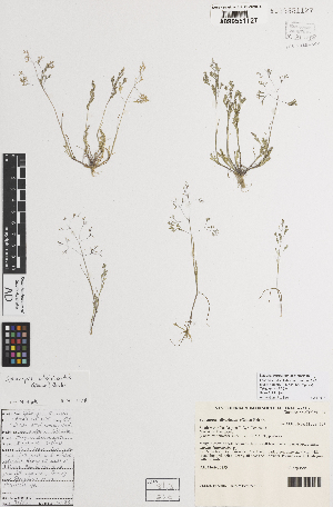  ( - iAF69_diva127)  @11 [ ] CreativeCommons - Attribution Non-Commercial Share-Alike (2014) Hele Vonow State Herbarium of South Australia, PO Box 2732, Kent Town, South Australia 5071, Australia