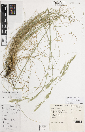  ( - iAF65_bent230)  @11 [ ] CreativeCommons - Attribution Non-Commercial Share-Alike (2014) Hele Vonow State Herbarium of South Australia, PO Box 2732, Kent Town, South Australia 5071, Australia