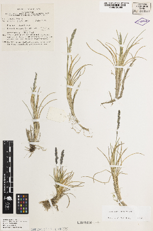  (Poa muricata - iAP19_muri688)  @11 [ ] CreativeCommons - Attribution Non-Commercial Share-Alike (2014) Brendan Lepschi Australian National Herbarium, GPO Box 1600, Canberra, A.C.T. 2601, Australia
