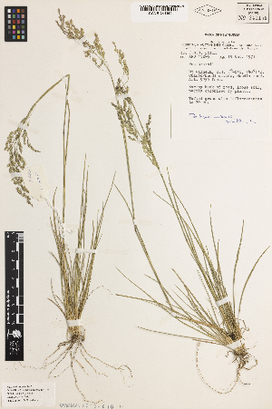  (Poa keysseri var. brassii - iAP14_keysb150)  @11 [ ] CreativeCommons - Attribution Non-Commercial Share-Alike (2014) Brendan Lepschi Australian National Herbarium, GPO Box 1600, Canberra, A.C.T. 2601, Australia