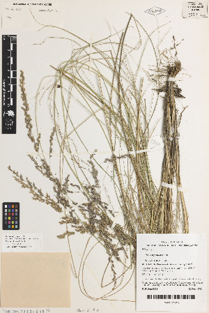  (Poa serpentum - iAH83_serp017)  @11 [ ] CreativeCommons - Attribution Non-Commercial Share-Alike (2014) Brendan Lepschi Australian National Herbarium, GPO Box 1600, Canberra, A.C.T. 2601, Australia