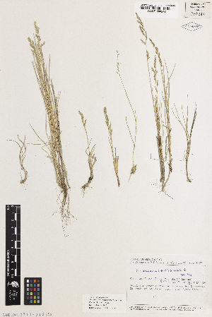  (Poa trinervis - iAP38_trin247)  @11 [ ] CreativeCommons - Attribution Non-Commercial Share-Alike (2014) Brendan Lepschi Australian National Herbarium, GPO Box 1600, Canberra, A.C.T. 2601, Australia