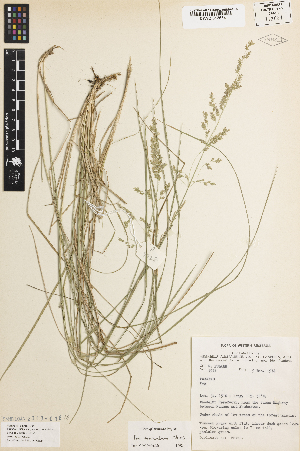  ( - iAH82_serp634)  @11 [ ] CreativeCommons - Attribution Non-Commercial Share-Alike (2014) Brendan Lepschi Australian National Herbarium, GPO Box 1600, Canberra, A.C.T. 2601, Australia