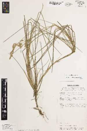  ( - iAP15_keysk368)  @11 [ ] CreativeCommons - Attribution Non-Commercial Share-Alike (2014) Brendan Lepschi Australian National Herbarium, GPO Box 1600, Canberra, A.C.T. 2601, Australia