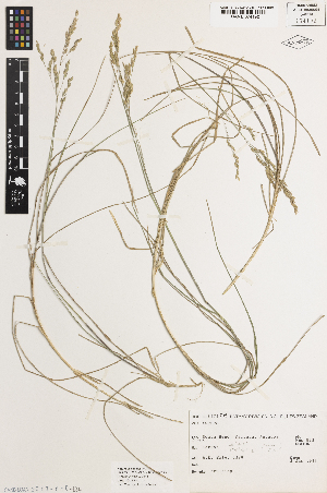  (Poa anceps - iAE85_ance192)  @11 [ ] CreativeCommons - Attribution Non-Commercial Share-Alike (2014) Brendan Lepschi Australian National Herbarium, GPO Box 1600, Canberra, A.C.T. 2601, Australia