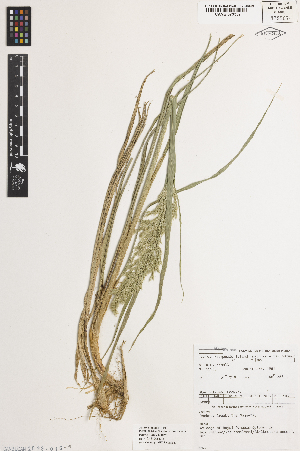  ( - iAH63_foli071)  @11 [ ] CreativeCommons - Attribution Non-Commercial Share-Alike (2014) Brendan Lepschi Australian National Herbarium, GPO Box 1600, Canberra, A.C.T. 2601, Australia