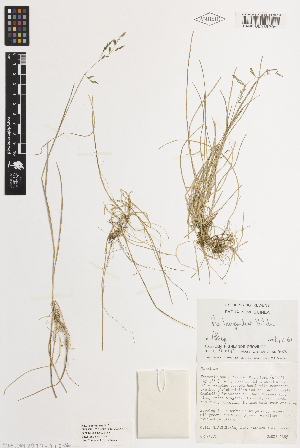  ( - iAP29_lang205)  @11 [ ] CreativeCommons - Attribution Non-Commercial Share-Alike (2014) Brendan Lepschi Australian National Herbarium, GPO Box 1600, Canberra, A.C.T. 2601, Australia