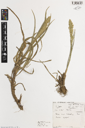  ( - iAH74_cook212)  @11 [ ] CreativeCommons - Attribution Non-Commercial Share-Alike (2014) Brendan Lepschi Australian National Herbarium, GPO Box 1600, Canberra, A.C.T. 2601, Australia
