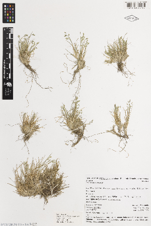  ( - iAE87_cole713)  @11 [ ] CreativeCommons - Attribution Non-Commercial Share-Alike (2014) Brendan Lepschi Australian National Herbarium, GPO Box 1600, Canberra, A.C.T. 2601, Australia