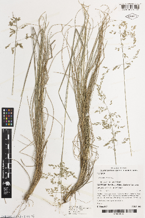  ( - iAH69_indu161)  @11 [ ] CreativeCommons - Attribution Non-Commercial Share-Alike (2014) Brendan Lepschi Australian National Herbarium, GPO Box 1600, Canberra, A.C.T. 2601, Australia