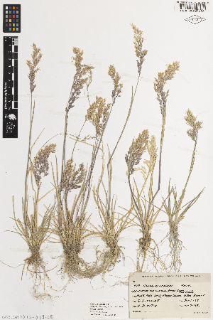  ( - iAE89_nova458)  @11 [ ] CreativeCommons - Attribution Non-Commercial Share-Alike (2014) Brendan Lepschi Australian National Herbarium, GPO Box 1600, Canberra, A.C.T. 2601, Australia