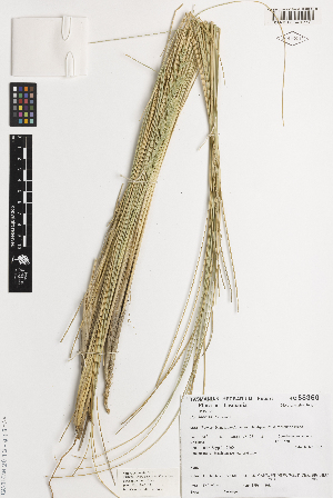  ( - iAH84_lito230)  @11 [ ] CreativeCommons - Attribution Non-Commercial Share-Alike (2014) Brendan Lepschi Australian National Herbarium, GPO Box 1600, Canberra, A.C.T. 2601, Australia