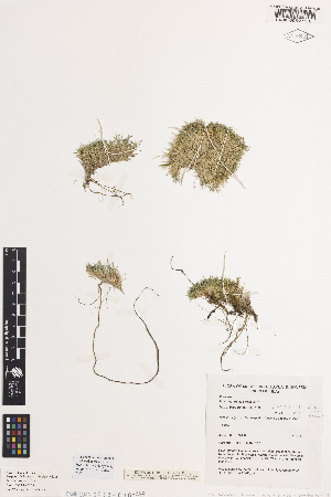  (Poa inconspicua - iAP11_inco605)  @11 [ ] CreativeCommons - Attribution Non-Commercial Share-Alike (2014) Brendan Lepschi Australian National Herbarium, GPO Box 1600, Canberra, A.C.T. 2601, Australia