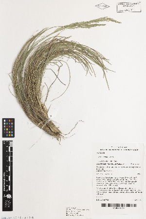  ( - iAH66_indu917)  @11 [ ] CreativeCommons - Attribution Non-Commercial Share-Alike (2014) Brendan Lepschi Australian National Herbarium, GPO Box 1600, Canberra, A.C.T. 2601, Australia