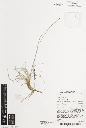  ( - iAH68_indu200)  @11 [ ] CreativeCommons - Attribution Non-Commercial Share-Alike (2014) Brendan Lepschi Australian National Herbarium, GPO Box 1600, Canberra, A.C.T. 2601, Australia