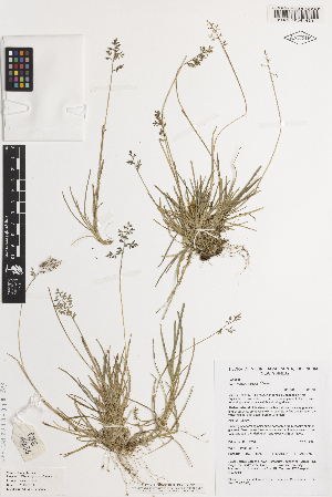  (Poa multinodis - iAP34_malt424)  @11 [ ] CreativeCommons - Attribution Non-Commercial Share-Alike (2014) Brendan Lepschi Australian National Herbarium, GPO Box 1600, Canberra, A.C.T. 2601, Australia