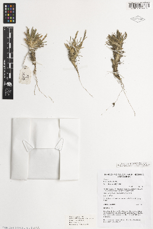  (Poa crassicaulis - iAP03_cras426)  @11 [ ] CreativeCommons - Attribution Non-Commercial Share-Alike (2014) Brendan Lepschi Australian National Herbarium, GPO Box 1600, Canberra, A.C.T. 2601, Australia