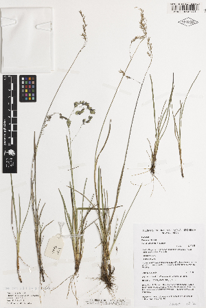  (Poa nivicola - iAP20_nivi428)  @11 [ ] CreativeCommons - Attribution Non-Commercial Share-Alike (2014) Brendan Lepschi Australian National Herbarium, GPO Box 1600, Canberra, A.C.T. 2601, Australia