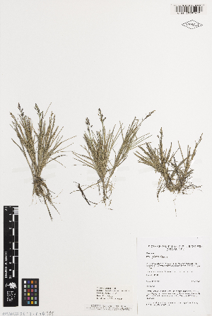  (Poa pilata - iAP26_pila432)  @11 [ ] CreativeCommons - Attribution Non-Commercial Share-Alike (2014) Brendan Lepschi Australian National Herbarium, GPO Box 1600, Canberra, A.C.T. 2601, Australia