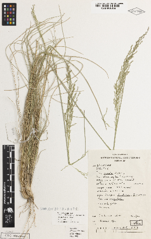  ( - iAH65_indu255)  @11 [ ] CreativeCommons - Attribution Non-Commercial Share-Alike (2014) Brendan Lepschi Australian National Herbarium, GPO Box 1600, Canberra, A.C.T. 2601, Australia