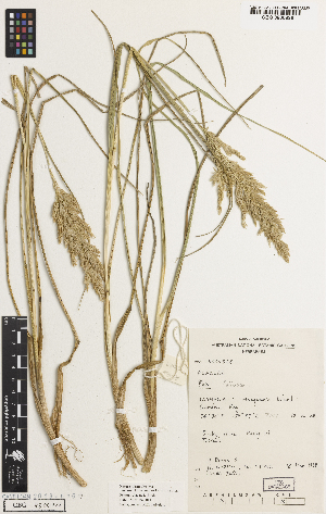  (Poa foliosa - iAH61_foli928)  @11 [ ] CreativeCommons - Attribution Non-Commercial Share-Alike (2014) Brendan Lepschi Australian National Herbarium, GPO Box 1600, Canberra, A.C.T. 2601, Australia