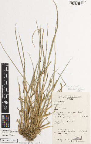  ( - iAH70_cook929)  @11 [ ] CreativeCommons - Attribution Non-Commercial Share-Alike (2014) Brendan Lepschi Australian National Herbarium, GPO Box 1600, Canberra, A.C.T. 2601, Australia
