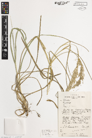  ( - iAH60_foli351)  @11 [ ] CreativeCommons - Attribution Non-Commercial Share-Alike (2014) Brendan Lepschi Australian National Herbarium, GPO Box 1600, Canberra, A.C.T. 2601, Australia