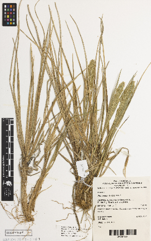  ( - iAH71_cook564)  @11 [ ] CreativeCommons - Attribution Non-Commercial Share-Alike (2014) Brendan Lepschi Australian National Herbarium, GPO Box 1600, Canberra, A.C.T. 2601, Australia