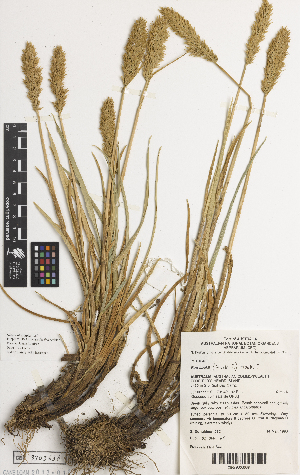  ( - iAH73_cook638)  @11 [ ] CreativeCommons - Attribution Non-Commercial Share-Alike (2014) Brendan Lepschi Australian National Herbarium, GPO Box 1600, Canberra, A.C.T. 2601, Australia