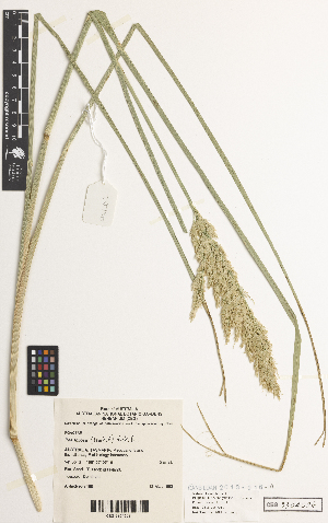  ( - iAH62_foli096)  @11 [ ] CreativeCommons - Attribution Non-Commercial Share-Alike (2014) Brendan Lepschi Australian National Herbarium, GPO Box 1600, Canberra, A.C.T. 2601, Australia