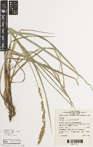  (Poa cookii - iAH72_cook118)  @11 [ ] CreativeCommons - Attribution Non-Commercial Share-Alike (2014) Brendan Lepschi Australian National Herbarium, GPO Box 1600, Canberra, A.C.T. 2601, Australia