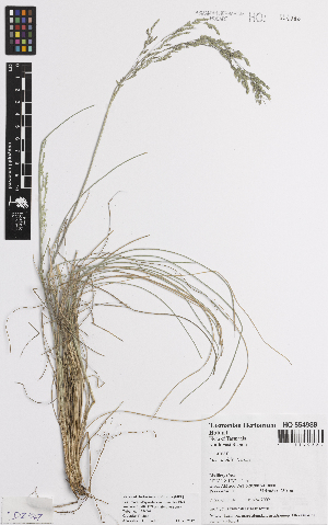  ( - iAG50_moll988)  @11 [ ] CreativeCommons - Attribution Non-Commercial Share-Alike (2014) Gintaras Kantvilas Tasmanian Herbarium, Tasmanian Museum and Art Gallery, PO Box 5058, UTAS LPO, Sandy Bay, Tasmania 7005, Australia