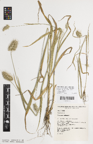  ( - iAH08_echi468)  @11 [ ] CreativeCommons - Attribution Non-Commercial Share-Alike (2014) Josephine Milne National Herbarium of Victoria, Royal Botanic Gardens Melbourne, Private Bag 2000, South Yarra, Victoria 3141, Australia