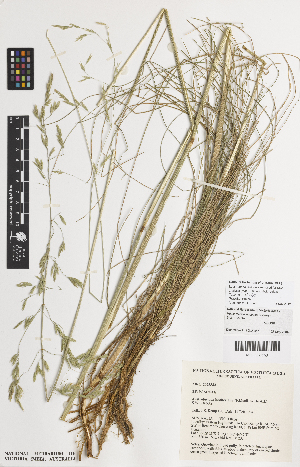  ( - iAE65_erio383)  @11 [ ] CreativeCommons - Attribution Non-Commercial Share-Alike (2014) Josephine Milne National Herbarium of Victoria, Royal Botanic Gardens Melbourne, Private Bag 2000, South Yarra, Victoria 3141, Australia