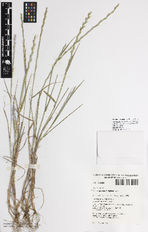  (Lolium perenne X rigidium - iN78_pere389)  @11 [ ] CreativeCommons - Attribution Non-Commercial Share-Alike (2014) Unspecified Royal Botanic Gardens Melbourne, Private Bag 2000, South Yarra, Victoria, 3141, 
Australia