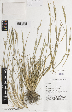  (Puccinellia fasciculata - iAH41_fasc832)  @11 [ ] CreativeCommons - Attribution Non-Commercial Share-Alike (2014) Josephine Milne National Herbarium of Victoria, Royal Botanic Gardens Melbourne, Private Bag 2000, South Yarra, Victoria 3141, Australia