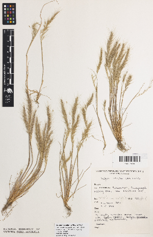  (Festuca ambigua - iAD14_cili901)  @11 [ ] CreativeCommons - Attribution Non-Commercial Share-Alike (2014) Unspecified Royal Botanic Gardens Melbourne, Private Bag 2000, South Yarra, Victoria, 3141, 
Australia