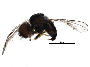  (Clistoabdominalis sp. AU3 - BIOUG15820-D12)  @13 [ ] CreativeCommons - Attribution (2015) CBG Photography Group Centre for Biodiversity Genomics