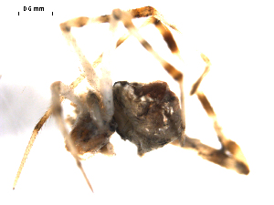  ( - BIOUG00620-A11)  @12 [ ] Copyright  G. Blagoev 2010 Unspecified