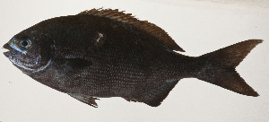 (Kyphosus pacificus - AUST-460)  @11 [ ] CreativeCommons  Attribution Non-Commercial (by-nc) (2013) Unspecified Smithsonian Institution National Museum of Natural History