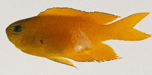  (Chrysiptera galba - AUST-238)  @11 [ ] CreativeCommons  Attribution Non-Commercial (by-nc) (2013) Unspecified Smithsonian Institution National Museum of Natural History