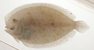  ( - AUST-021)  @11 [ ] CreativeCommons  Attribution Non-Commercial (by-nc) (2013) Unspecified Smithsonian Institution National Museum of Natural History