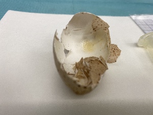  ( - 21-144)  @11 [ ] Copyright (2021) Unspecified Museo regionale di Scienze naturali Efisio Noussan, Regione Autonoma Valle d'Aosta