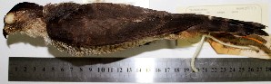  (Accipiter superciliosus - MUSM-Orn-00973)  @11 [ ] Copyright (2014) Unspecified Museo de Historia Natural