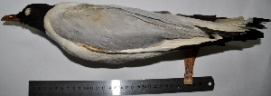  (Chroicocephalus serranus - MUSM-Orn-01129)  @11 [ ] Copyright (2014) Unspecified Museo de Historia Natural
