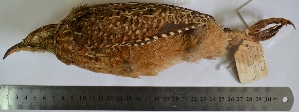  (Nothoprocta curvirostris - MUSM-Orn-04233)  @11 [ ] Copyright (2014) Unspecified Museo de Historia Natural