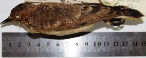  (Geositta saxicolina - MUSM-Orn-04674)  @11 [ ] Copyright (2014) Unspecified Museo de Historia Natural